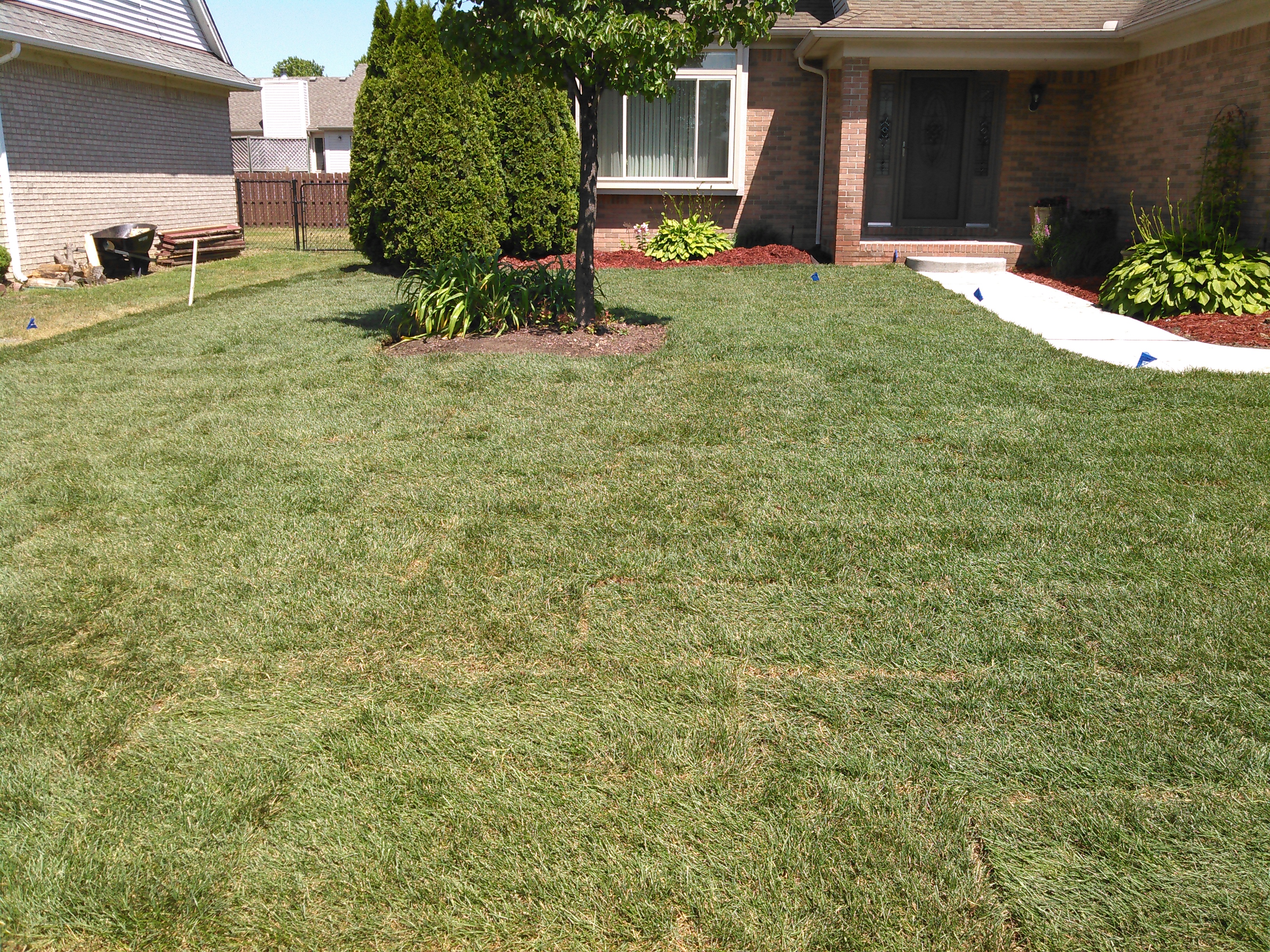 grass sod