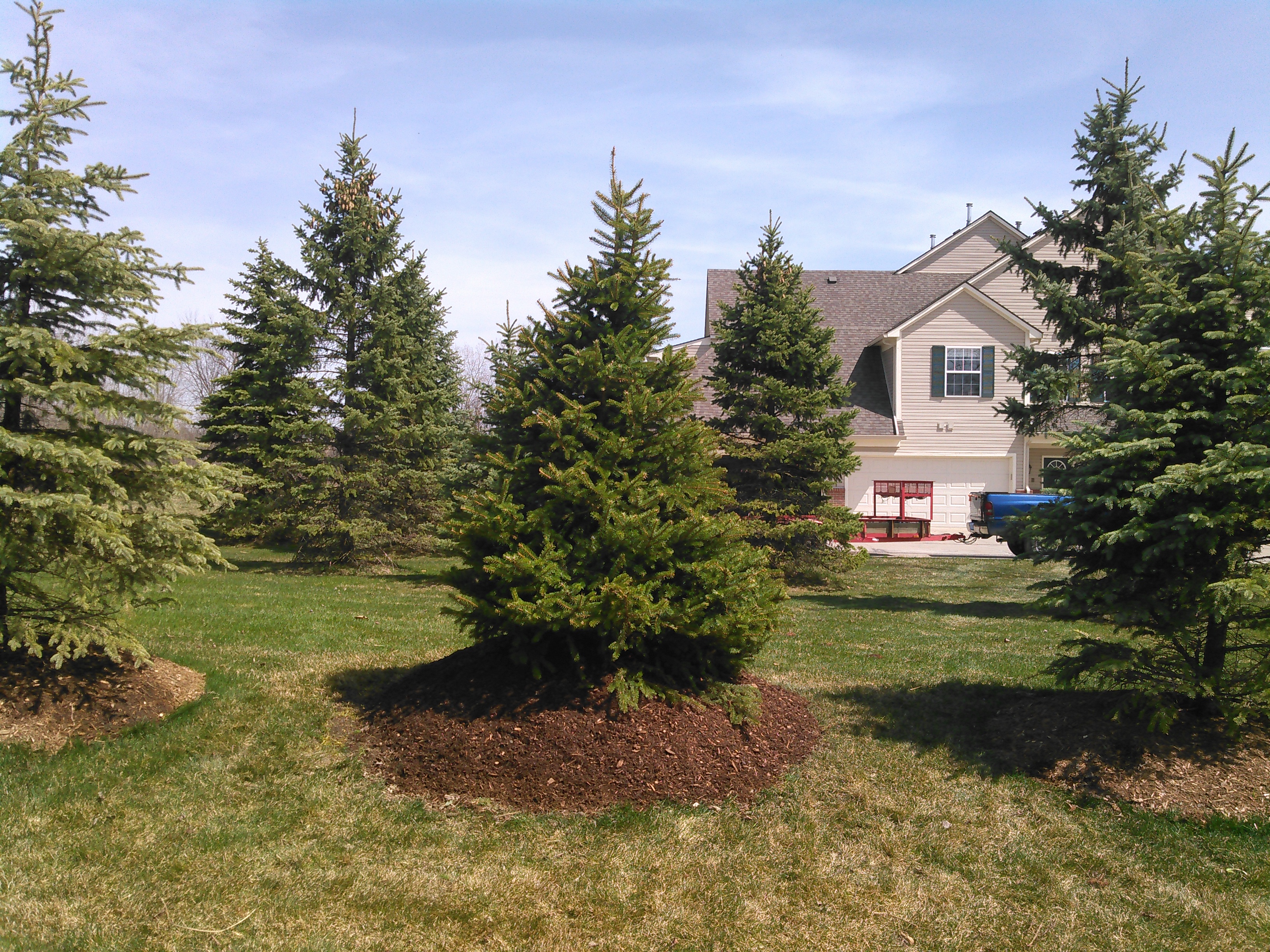 Landscape trees