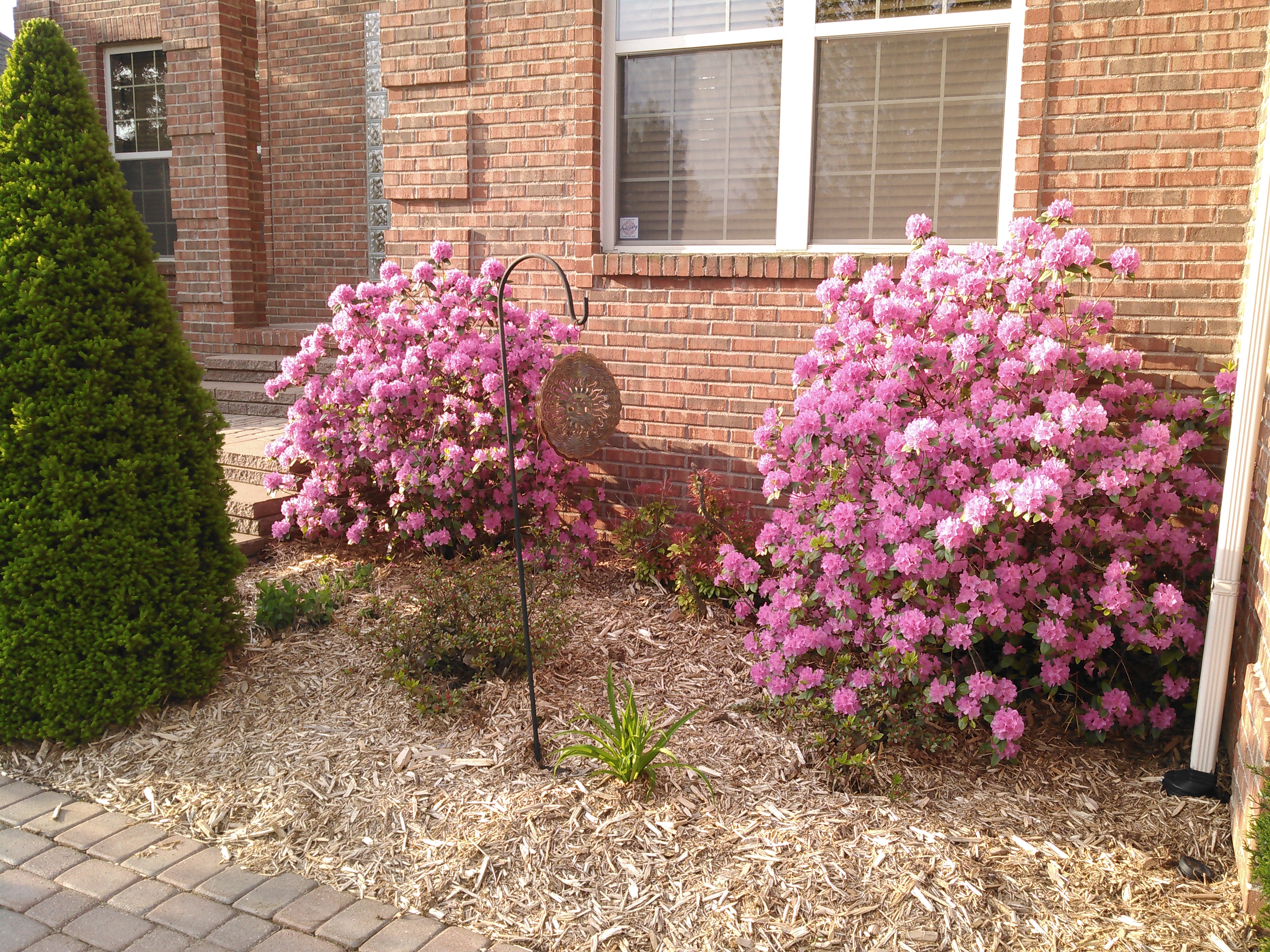 Landscape flowers