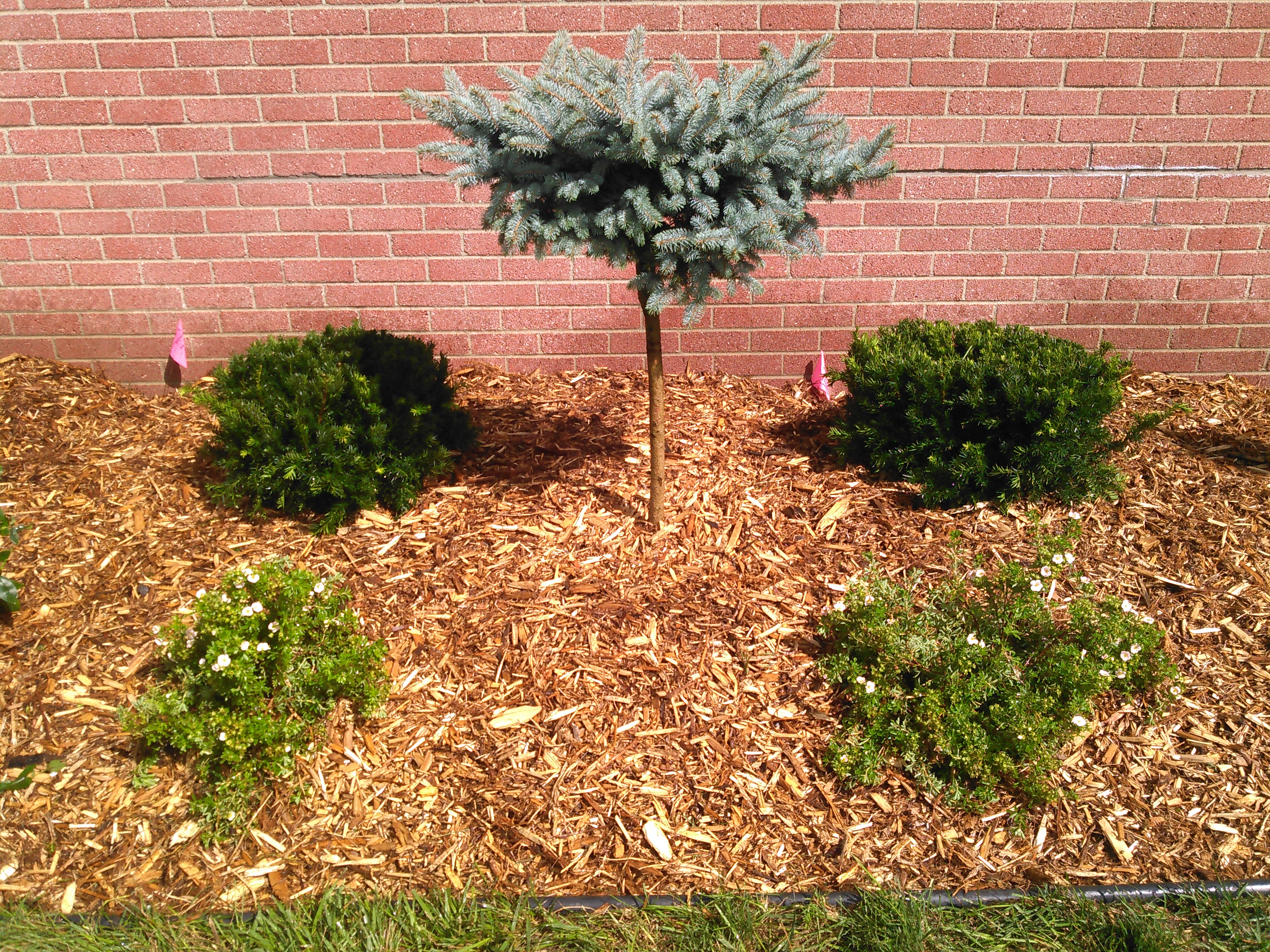 Landscape grass